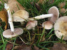 Stropharia inuncta httpsuploadwikimediaorgwikipediacommonsthu