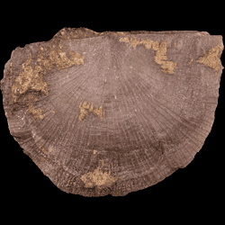 Strophomena Strophomena Atlas of Ordovician Life