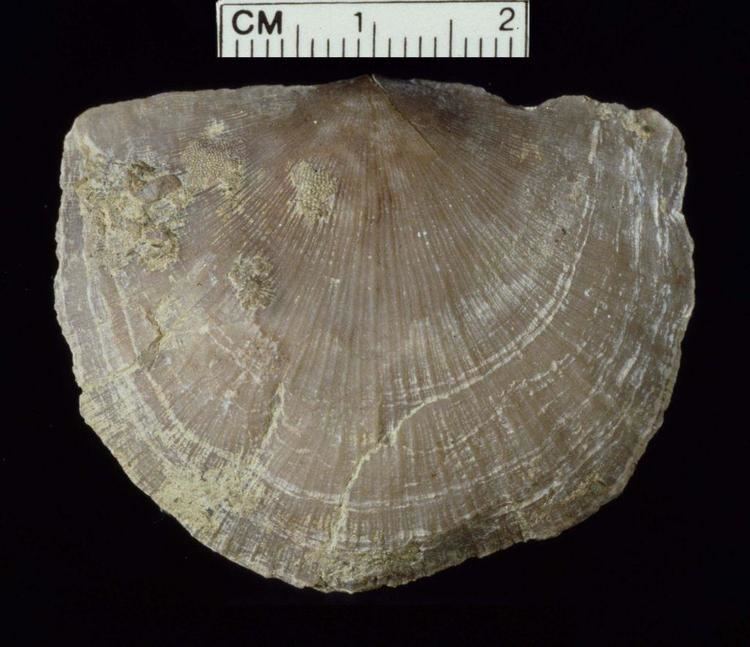 Strophomenida Brachiopoda Geology 3330 with Maddox at University of Houston