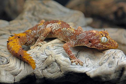 Strophurus Welcome to Reptilweltde Geckos and more strophurus nephrurus