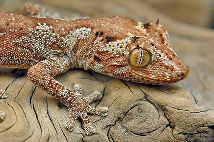 Strophurus ciliaris Strophurus ciliaris ciliaris lizards geckos Frogs amp Lizards