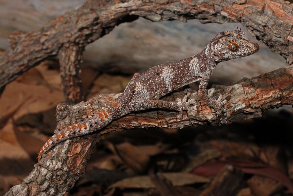 Strophurus ciliaris Livefoods Unlimited Northern Spinytailed Gecko Caresheet