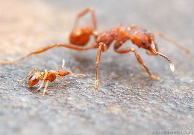 Strumigenys Strumigenys Alex Wild Photography