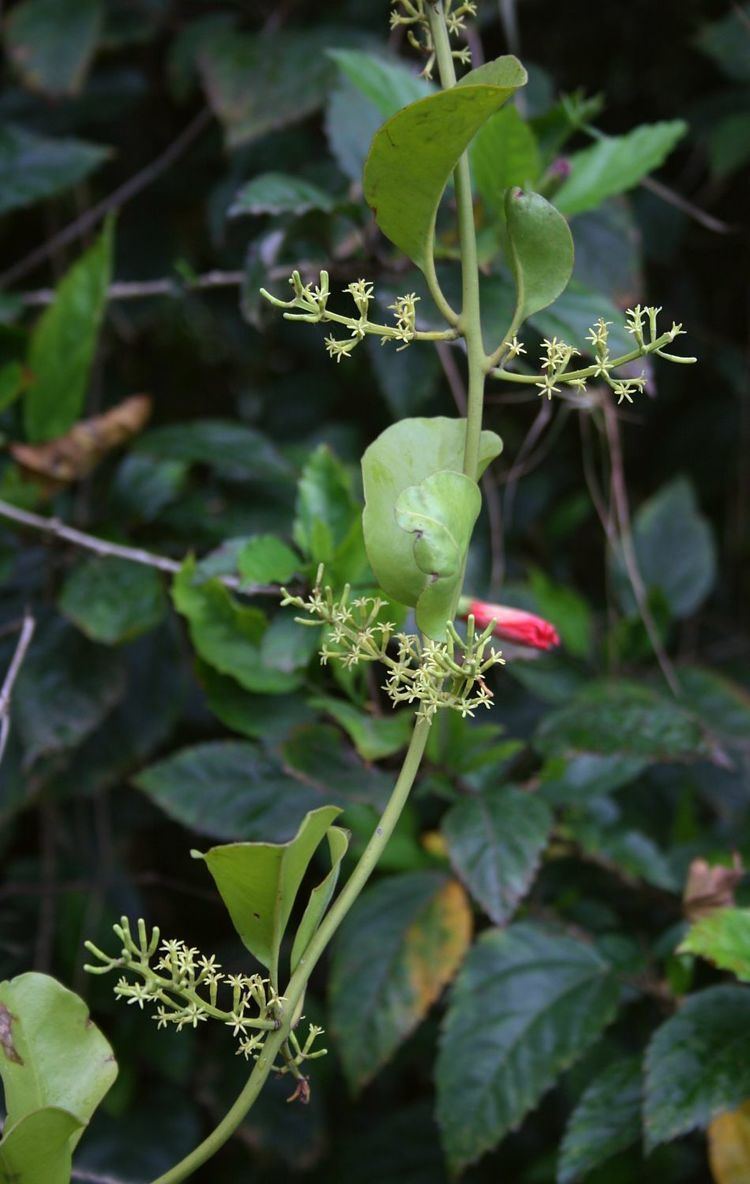 Struthanthus Neotropical Flora Struthanthus