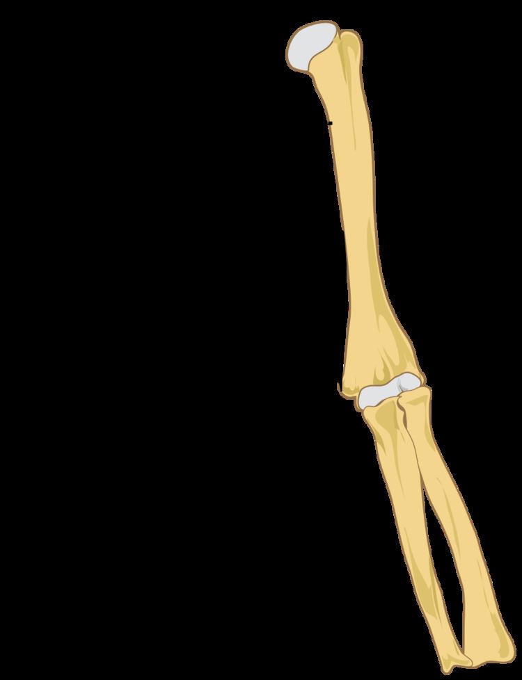 Struthers' ligament