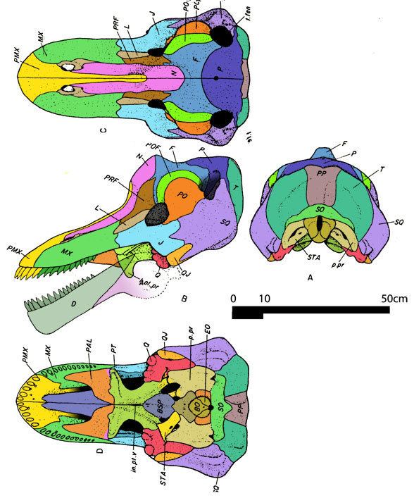 Struthiocephalus reptileevolutioncomimagesarchosauromorphasynap