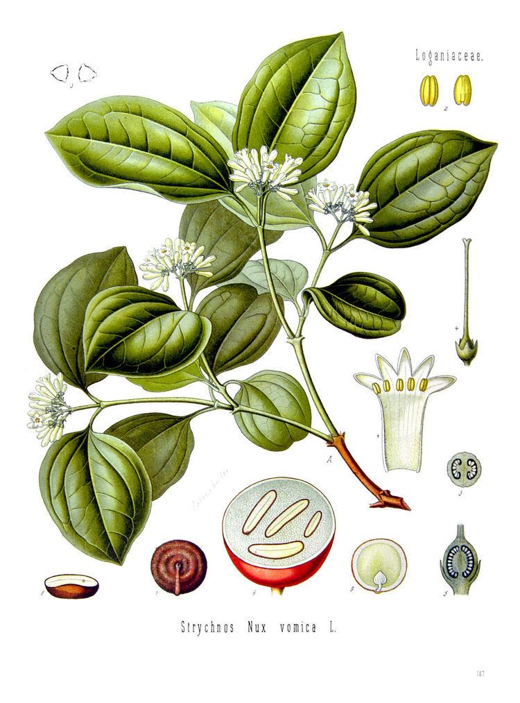 Strychnos nux-vomica Strychnos nuxvomica Wikipedia