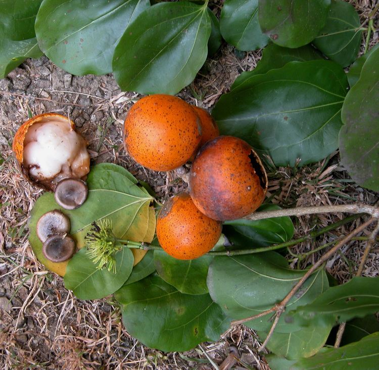 Strychnos nux-vomica Strychnos nux vomica Fruit SIMPLES Pinterest Fruit