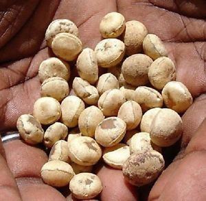 Strychnos potatorum Clearing Nut TreeStrychnos Potatorum Linn Nirmali Seed Whole