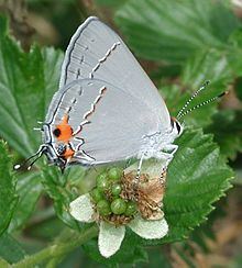 Strymon (butterfly) httpsuploadwikimediaorgwikipediacommonsthu