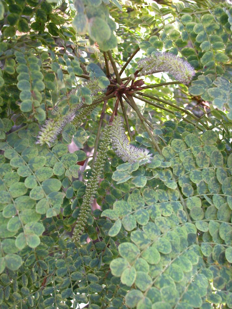 Stryphnodendron Stryphnodendron adstringens Fabaceae image 40270 at