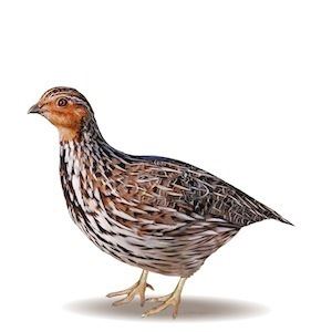 Stubble quail Game quail species Game Management Authority