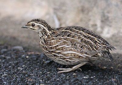 Stubble quail Breeders Of Stubble Quail Coturnix pectoralis