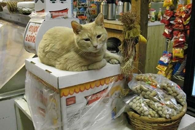 Stubbs (cat) Alaska town has cat for mayor NY Daily News