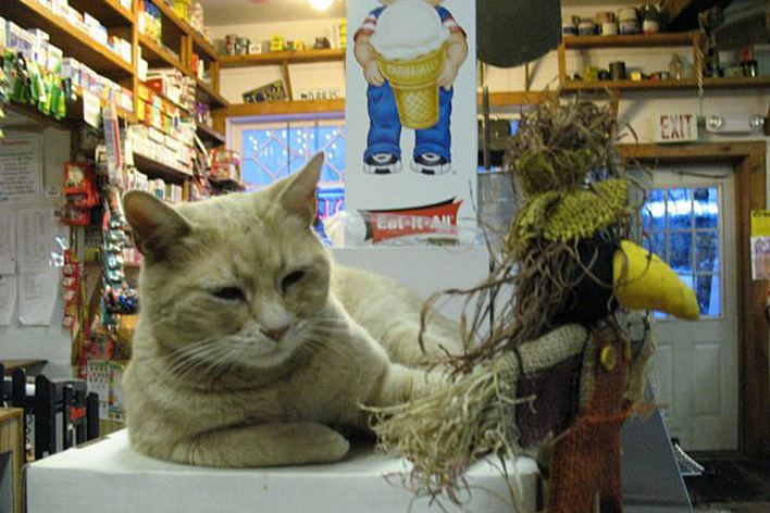 Stubbs (cat) 1000 images about Love Talkeetna on Pinterest Restaurant