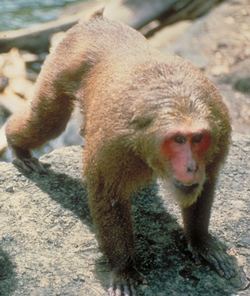Stump-tailed macaque Primate Factsheets Stumptailed macaque Macaca arctoides Taxonomy