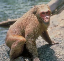 Stump-tailed macaque Primate Factsheets Stumptailed macaque Macaca arctoides Behavior