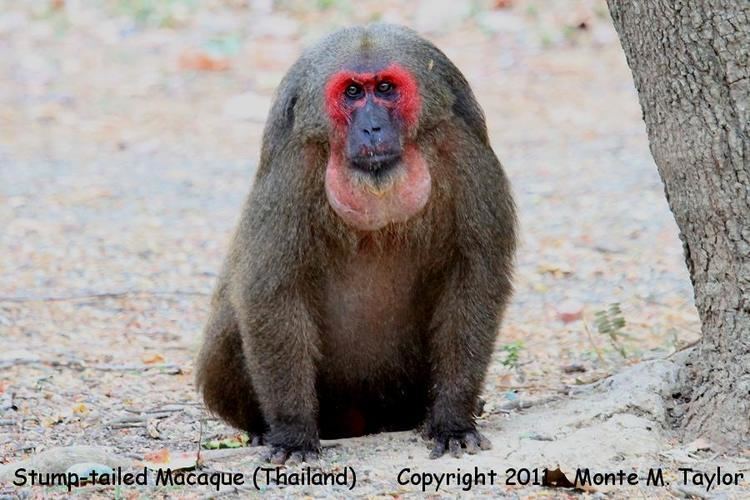 Stump-tailed macaque 10 Best images about Primates Old World Stumptailed Macaque