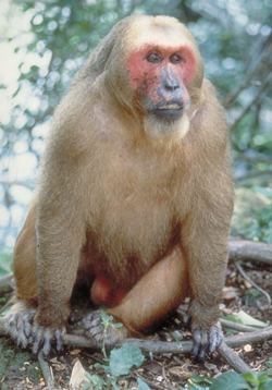 Stump-tailed macaque pinprimatewiscedufssheetsimages153medjpg