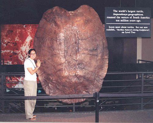Stupendemys The world39s largest turtle Stupendemys geographicus Prehistoric