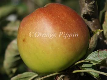 Sturmer Pippin Sturmer Pippin apple trees for sale Buy online Friendly advice