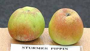 Sturmer Pippin Sturmer Pippin Apple Tree 1200 Dessert Apples Late Season