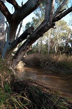 Sturt River, Adelaide httpsuploadwikimediaorgwikipediacommonsthu