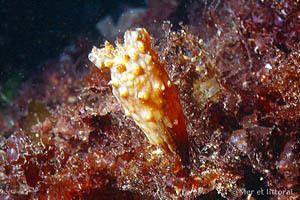 Styela European Marine Life Styela clava Folded seasquirt Biology of