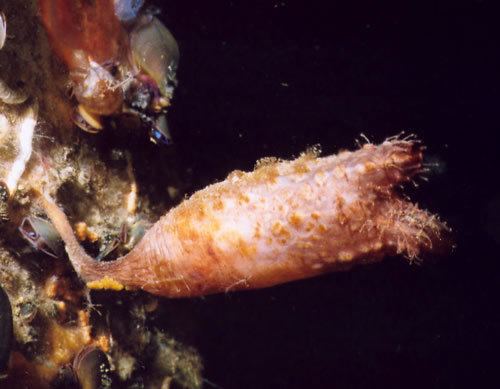 Styela clava Clubbed Tunicate Styela clava Aquatic Invasive Species