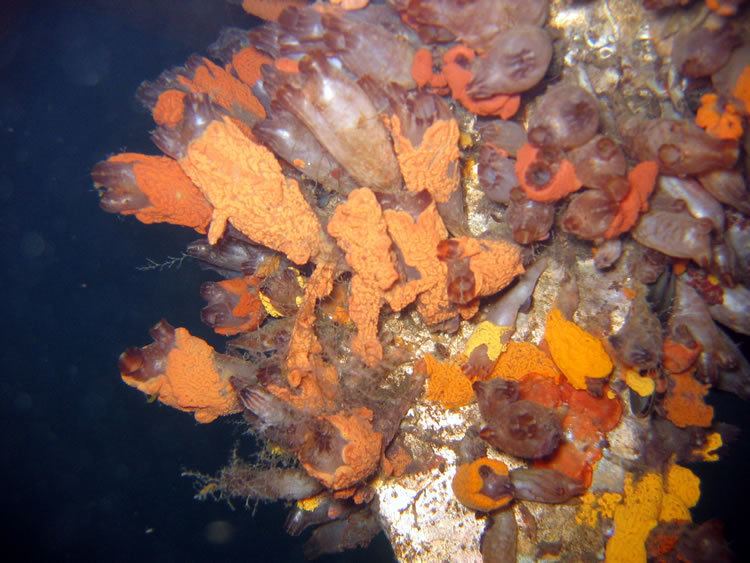 Styela clava Clubbed Tunicate Styela clava Aquatic Invasive Species