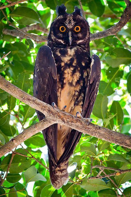 Stygian owl Stygian Owl It lives in South America and parts of Central America