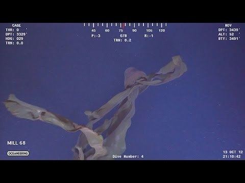 Stygiomedusa gigantea GIANT PURPLE JELLYFISH STYGIOMEDUSA GIGANTEA YouTube