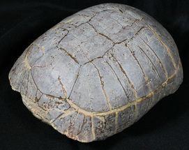 Stylemys Superb 56quot Fossil Tortoise Stylemys South Dakota For Sale