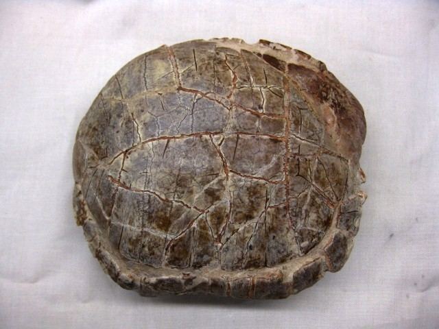 Stylemys Stylemys Turtle Tortoise 1 Indiana9 Fossils