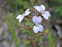 Stylidiaceae httpsuploadwikimediaorgwikipediacommonsthu