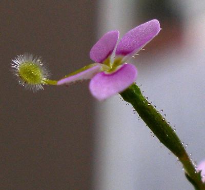 Stylidium Stylidium debile Wikipedia