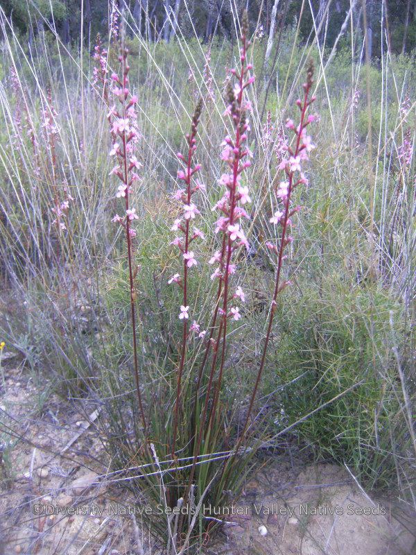 Stylidium graminifolium Stylidium graminifolium grass triggerplant Diversity Native Seeds