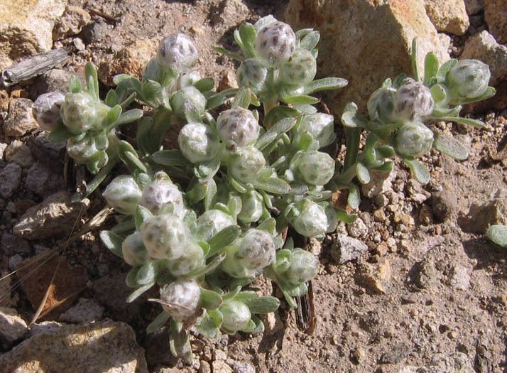 Stylocline gnaphaloides