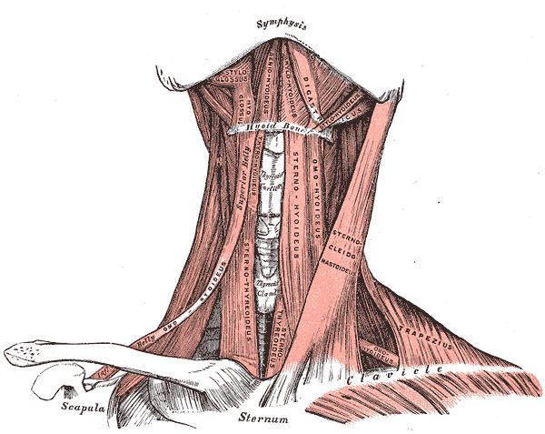 Stylohyoid ligament