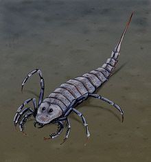 Stylonuridae httpsuploadwikimediaorgwikipediacommonsthu
