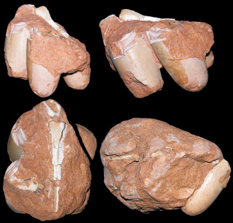 Styloolithus