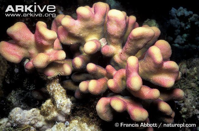 Stylophora pistillata Smooth cauliflower coral videos photos and facts Stylophora