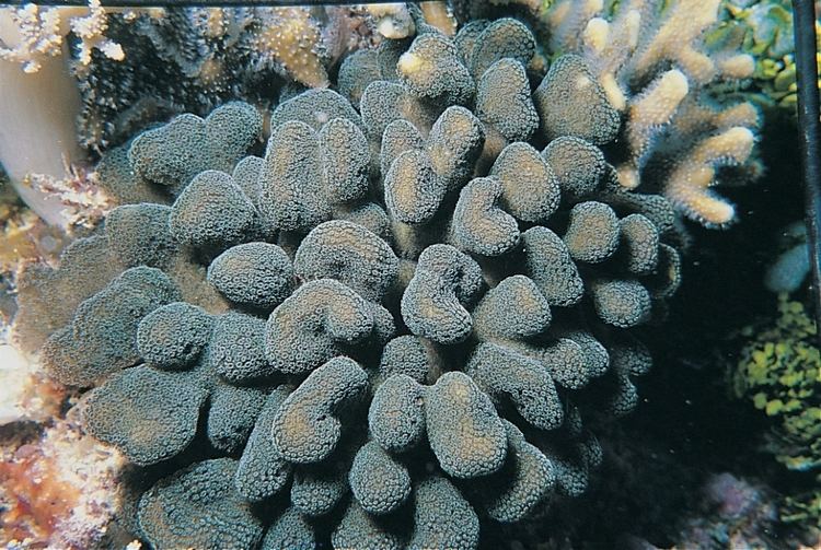 Stylophora pistillata Stylophora pistillata Corals of the World Photos maps and