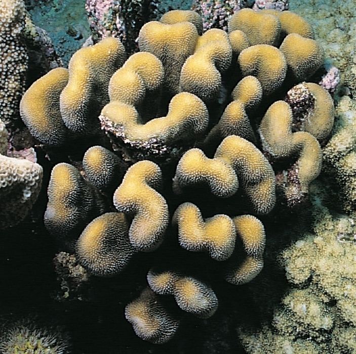 Stylophora pistillata Stylophora pistillata Corals of the World Photos maps and