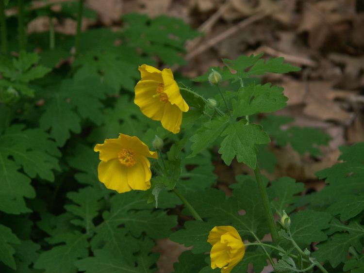 Stylophorum diphyllum FileStylophorum diphyllum flowersjpg Wikimedia Commons