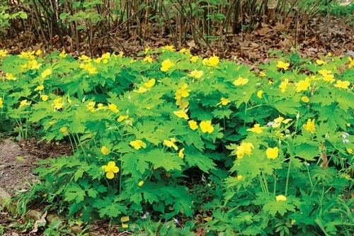 Stylophorum diphyllum Celandine Poppy Stylophorum diphyllum