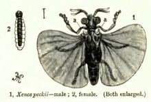 Stylopidae httpsuploadwikimediaorgwikipediacommonsthu