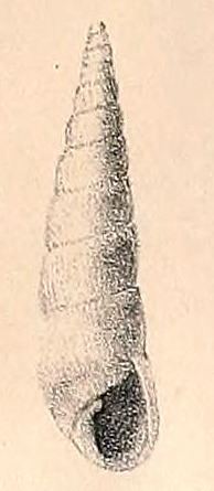 Styloptygma jaculum