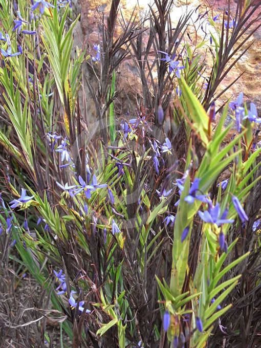 Stypandra Stypandra glauca Nodding Blue Lily information amp photos