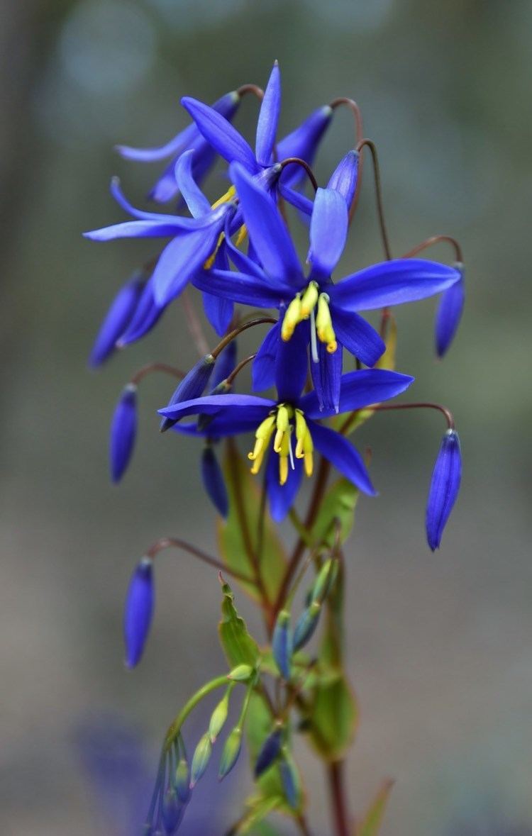 Stypandra Stypandra glauca Nodding Blue Lily at Wanniassa Hill Canberra